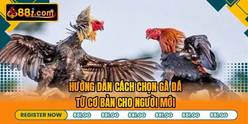 Hướng dẫn cách chọn gà đá từ cơ bản cho người mới