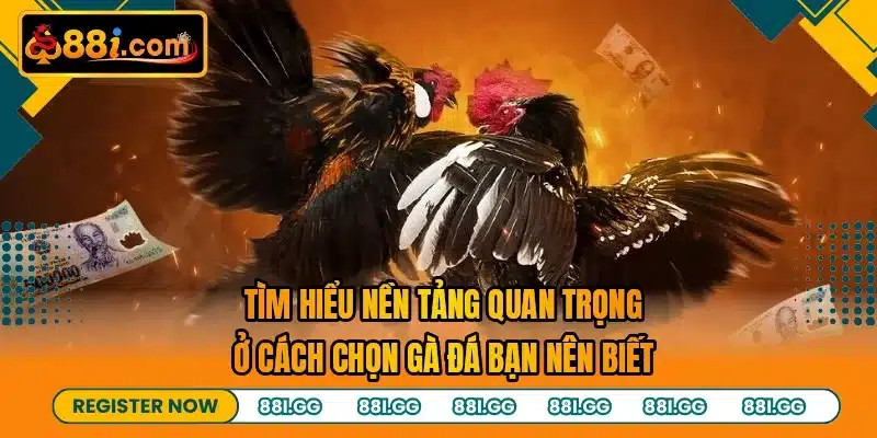 Tìm hiểu nền tảng quan trọng ở cách chọn gà đá bạn nên biết