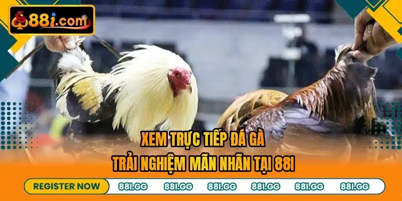 Xem Trực Tiếp Đá Gà - Trải Nghiệm Mãn Nhãn Tại 88I